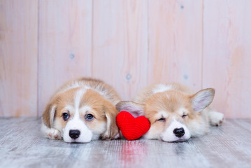 Two Corgi puppies lie on the floor of the house and between them lies a bright red heart