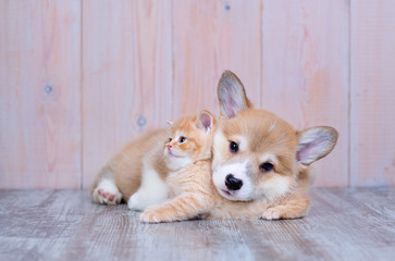 Corgi puppy hugs a British kitten on the floor in the house