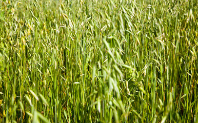 green oats on the field