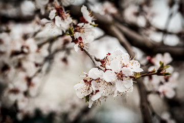 Branch of apricot tree in the period of spring flowering