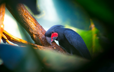 Palm Cockatoo Parrot Probosciger aterrimus in nature surrounding, Bali, Indonesia. © Jiří Fejkl