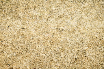 Dry grass background