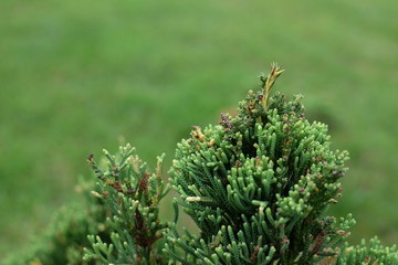 Closeup small fir tree branches