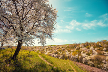 Blossom trees on the hills in early spring. Natural landscape
