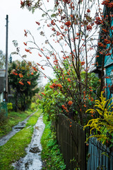 Fototapeta na wymiar Ripe rowanberry in rainy autumn day. Selective focus. Shallow depth of field.