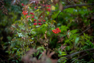 Ripe rowanberry in rainy autumn day. Selective focus. Shallow depth of field.