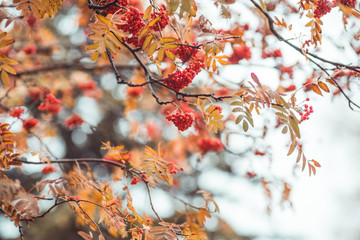 Ripe rowanberry in rainy autumn day. Selective focus. Shallow depth of field.