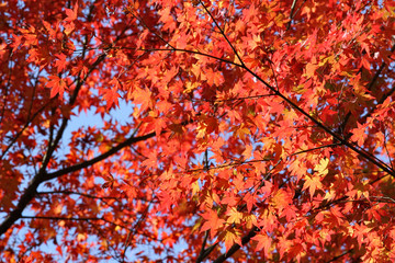 red leaves