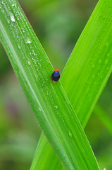 ladybug on green leaf