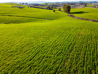 Country landscape with growing wheat.