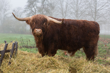 Vache highland