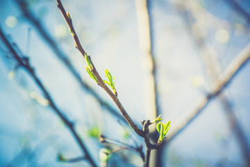New leaves on wild aplle tree in the garden. Selective focus.
