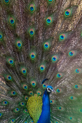 Obraz premium peacock with feathers out