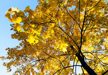 Maple Park in autumn
