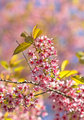 Sakura flowers blooming blossom