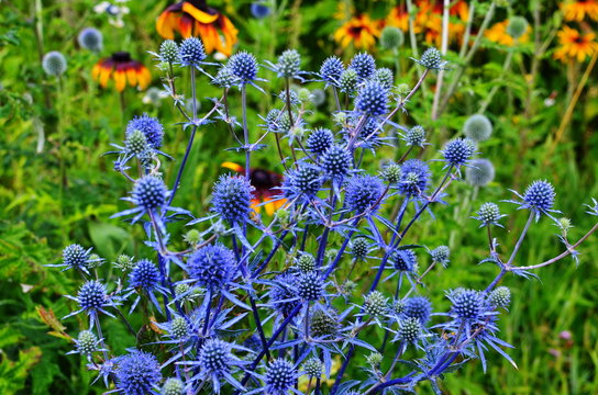 Eryngium planum Blue Sea Holly in garden