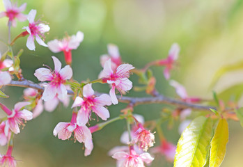 Fototapeta na wymiar Sakura flowers blooming blossom