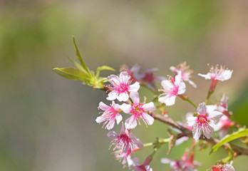 Sakura flowers blooming blossom