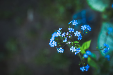 Small blue forget-me-not flowers in the garden. Selective focus. Shallow depth of field.