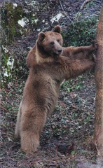 a large brown bear stands leaning on a tree