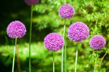 Allium cristophii or giganteum, ornamental garden plant, big round violet flowers blossom on green blurred background close up, dandelion balls in bloom, decorative persian onion, purple chives flower