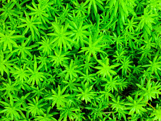 beautiful grass in the bird eye view and top view 