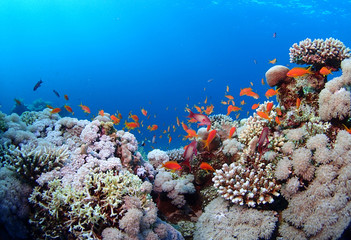 Fototapeta na wymiar Scuba Diving Red Sea Egypt