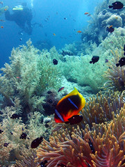 Naklejka na ściany i meble Scuba Diving Red Sea Egypt