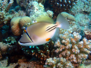 Scuba Diving Red Sea Egypt