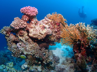 Obraz na płótnie Canvas Scuba Diving Red Sea Egypt