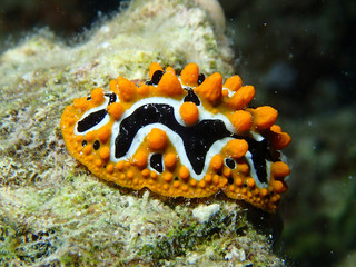 Scuba Diving Red Sea Egypt