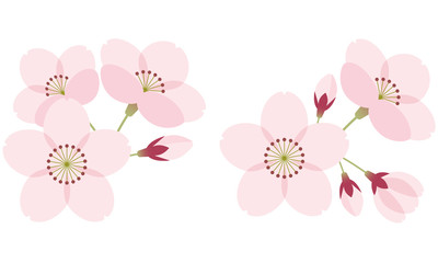 さくら　花　春　セット