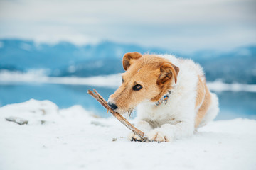 Cute fox terrier chewing a stick in winter landscape. 