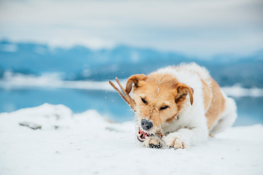 Cute fox terrier chewing a stick in winter landscape. 