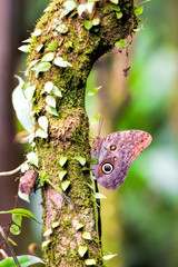 Fototapeta premium great owl butterfly in costa rica