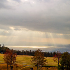 sunset in the forest