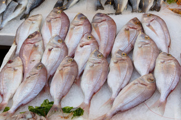 fresh fish at the market
