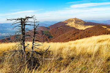 old dead tree - Bieszczady - mountains in Poland © Adam Wasilewski