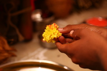 beautiful flawer in tha hands