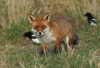 A magnificent hunting wild Red Fox, Vulpes vulpes, standing in a field.