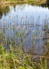 grass growing