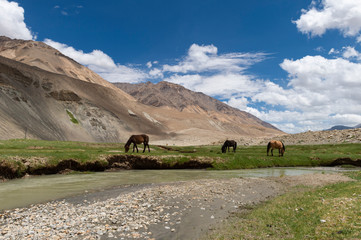 Horses  Grazing at Chumathang Platue near Pangong Lake, Ladakh, India, Asia