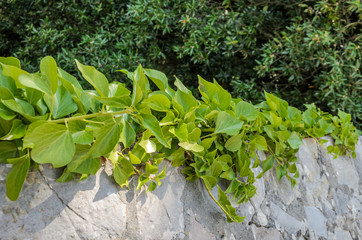 Climbing plant on a stone wall