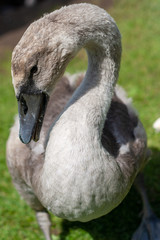 Cygnet close up