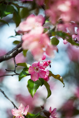 Fototapeta na wymiar Blooming pink and white flowers on cherry tree branch with green leaves close up, beautiful spring apple blossom on blurred blue sky background, purple sakura flowers in bloom macro, springtime nature