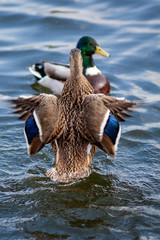 Duck stretching its wings