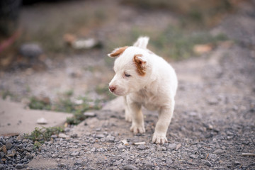 The blurred background of a white puppy walking on the ground while waiting for food.