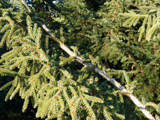 Die Nadeln von Weiß-Tanne (Abies alba) mit zwei weiße Streifen auf und sind mit „Saugnäpfen“...