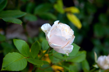 Beautiful rose bush growing in the garden.