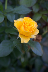 Beautiful rose bush growing in the garden.